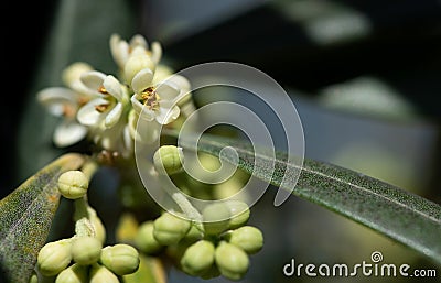 Closeup of white small flowers of olive tree. The flowers grow on the branch with buds and leaves in the background Stock Photo