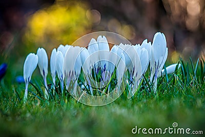 Closeup of white spring crocus under the sunlight with a blurry background Stock Photo