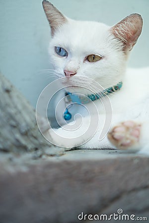 Closeup White Turkish Angora cat with heterochromia Stock Photo