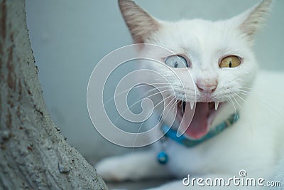 Closeup White Turkish Angora cat with heterochromia Stock Photo