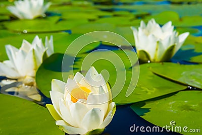 white water lilies floating on a lake Stock Photo