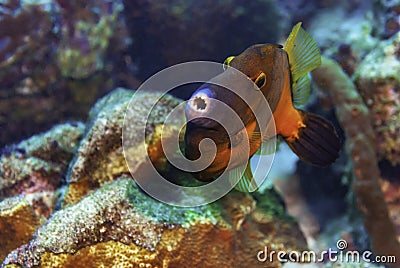 Closeup of a Whitespotted Filefish swimming in the sea Stock Photo