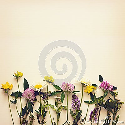 Closeup of wild flowers edge Stock Photo