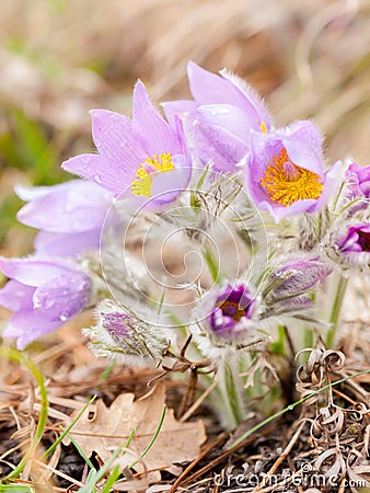 Closeup of a wild pasque flower in springtime Stock Photo