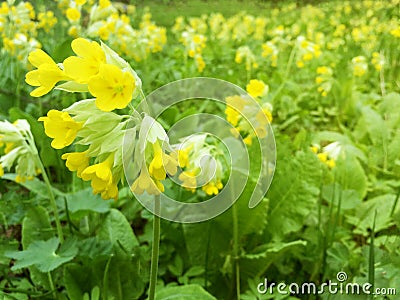 Closeup of wild primrose flower in the sun, spring concept Stock Photo