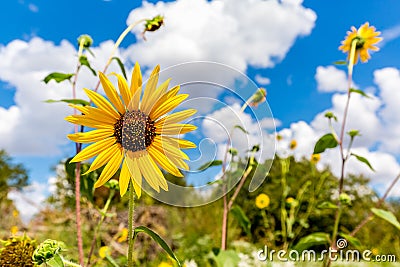Closeup of a Wild Sunflower in Oklahoma Stock Photo