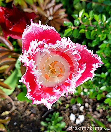 Wild tulip flower in white and pink. Wild growing tulip in nature. Stock Photo