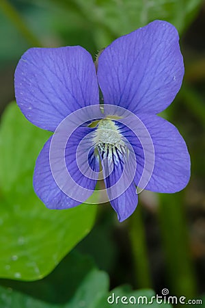 Common Blue Violet - Viola sororia Stock Photo