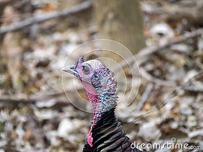 A closeup wildlife photograph of the head of a male bronze colored wild turkey standing and looking at the camera in the woods in Stock Photo