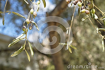 Closeup wind blow branches of beautiful olive tree foliage showing fruits and leaves with wind blow green tree bokeh and blue sky Stock Photo
