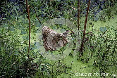 closeup of winter lotus at wetlands park Stock Photo