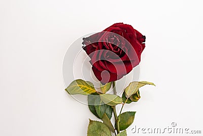 Closeup of withered and dried red rose on white background. Design concept. Copy Space Stock Photo