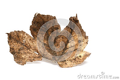 Closeup withered dry maple leaf white background Stock Photo