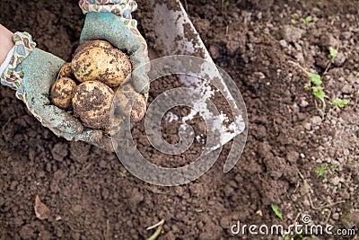 Closeup of woman`s hands with vegetables. Digging potatoes with shovel on the field from soil. Havest in autumn Stock Photo