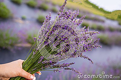 Closeup womans hand holding a bouquet of lavender Purple lavender meadow field on the background. Stock Photo