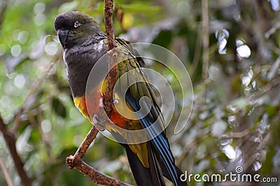 Closeup of a colorful Patagonian Conure sitting on a tree branch in South Africa Stock Photo