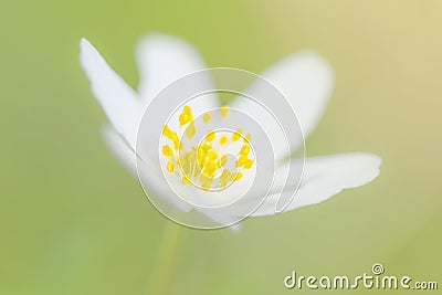 Closeup of a Wood anemone flower on light green background Stock Photo