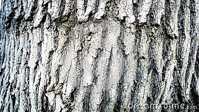 Makro Tree Textur Stock Photo