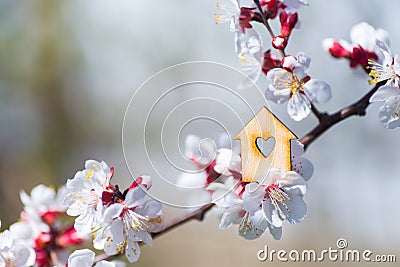 Closeup wooden house with hole in form of heart surrounded by white flowering branches of spring trees Stock Photo