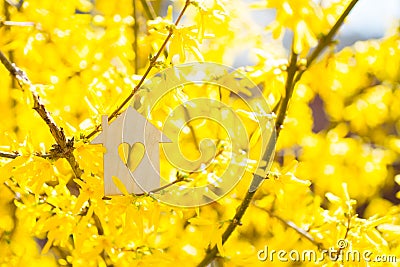 Closeup wooden house with hole in form of heart surrounded by yellow flowering branches of forsythia Stock Photo