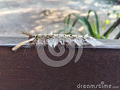 Closeup worm pattern on the wood and nature background Stock Photo