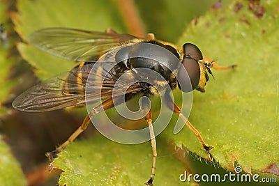 Closeup on the Yellow barred peat hover fly, Sericomyia silentis Stock Photo