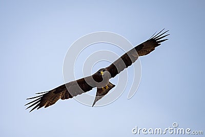 Closeup of a yellow-billed kite during flight. Milvus aegyptius. Stock Photo