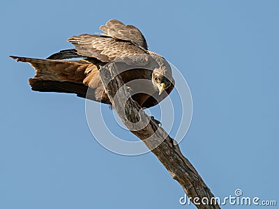 Wildlife photo of a Yellow-billed Kite Milvus aegyptius Stock Photo