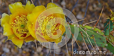 Closeup of yellow blossoms with abundant pollen on a prickly pear cactus Stock Photo