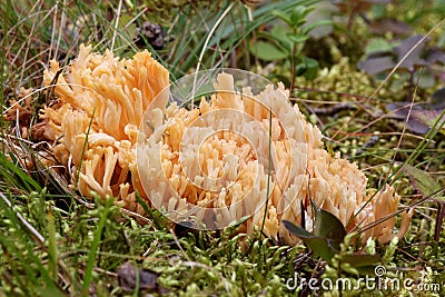 Closeup of a yellow clavaria mushroom and moss Stock Photo