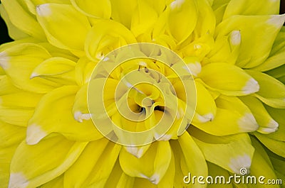Closeup of Yellow Dahlia Flower Stock Photo