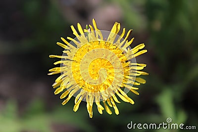 Closeup of yellow dandelion on a sunny summer day Stock Photo