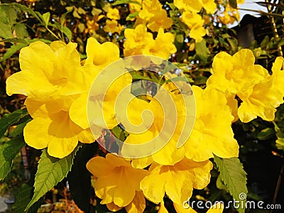Closeup Yellow elder or Trumpetbush or Trumpetflower Stock Photo