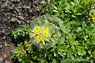 Closeup of yellow flowers of Sedum kamtschaticum in May Stock Photo