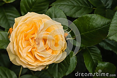 Closeup of yellow hybrid tea rose Stock Photo