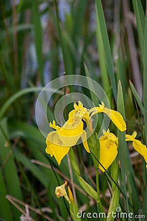 A closeup of a yellow Iris blooming in the marsh. Stock Photo