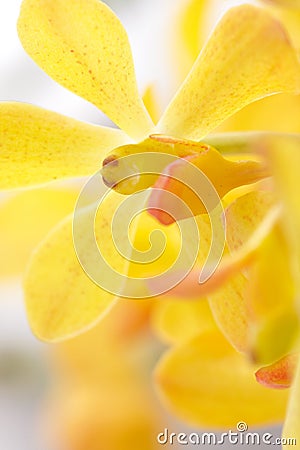 Closeup Yellow Orchid Stock Photo