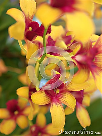 Closeup yellow orchid flowers in garden(dendrobium noblie)with soft focus and macro image, sweet color Stock Photo