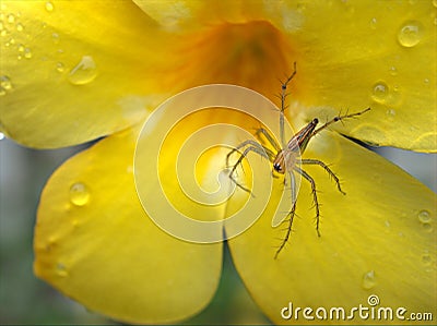 Closeup yellow petals of flower with spider wild animalcule and water drops Stock Photo