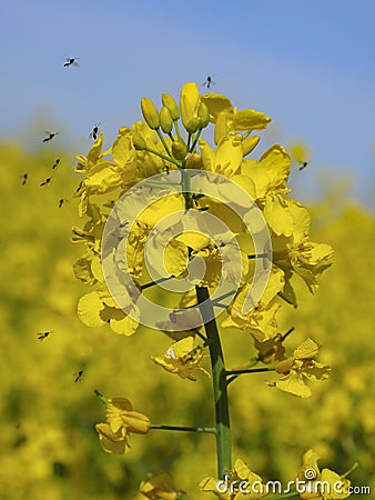 Yellow rapeseed flowers with midges in flight Stock Photo