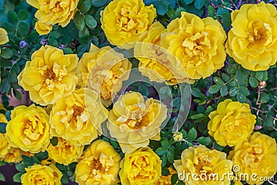 Closeup of Yellow Roses Stock Photo