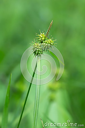 Yellow sedge, Carex flava Stock Photo