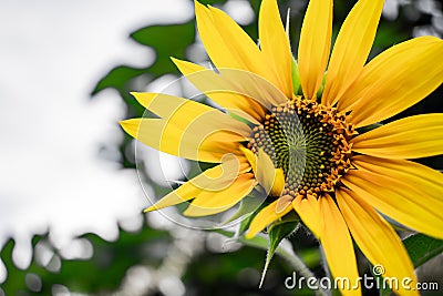 Yellow sunflower in full bloom in front of blue sky Stock Photo