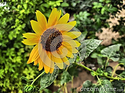Closeup yellow Sunflower natural background. Sunflower blooming Photography By Apoorve Verma Stock Photo