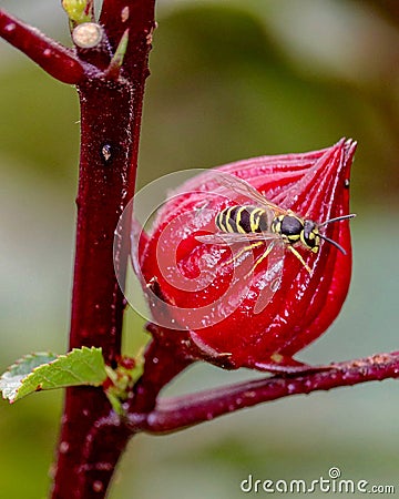 Closeup of a yellow wasp sitting on a large bright red hibiscus flower bud Stock Photo