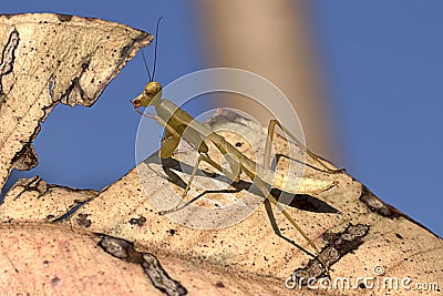 Closeup Yoga Mantis Stock Photo