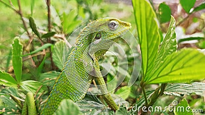Closeup of A young chameleon green lizard Stock Photo