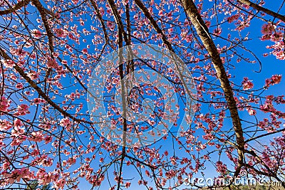 Closeup of young cherry blossoms with blue sky Stock Photo