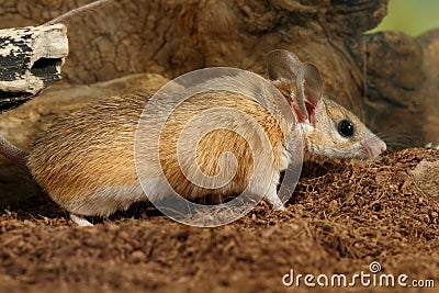 Closeup mouse hunts on insect Stock Photo