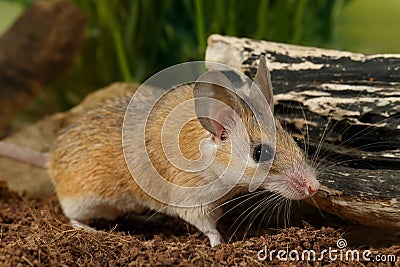 Closeup mouse hunts on insect Stock Photo